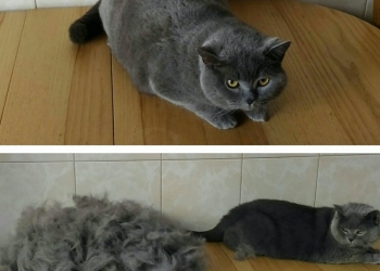 Выездная Экспресс линька Коту, Кошке в Москве. ** Вычёсывание котов и кошек