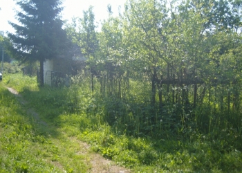 Дача в сосновом лесу
