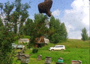 Алтайский мёд
