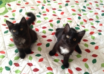 Котята в надежные руки!