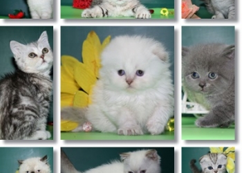 Шикарные котята. Большой выбор
