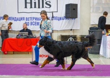 Молодой кобель бернского зенненхунда приглашает на вязку