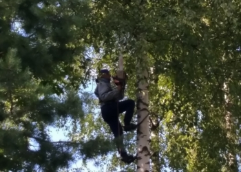 Удаление деревьев (обрезка валка спил)