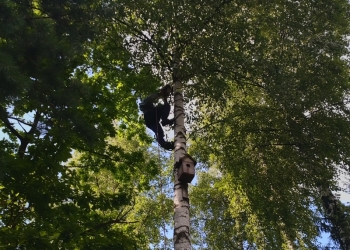 Удаление деревьев (обрезка валка спил)