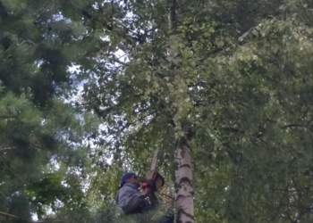 Удаление деревьев (обрезка валка спил)