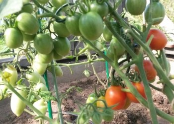 Продам участок в деревне рядом с Волгой
