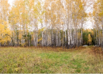 Продам землю п.Элита, кот.пос.Заречье