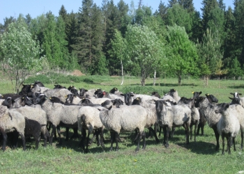 Продаем овец романовской породы