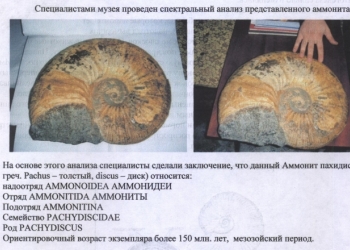 Аммонит окаменелый малюск Продам или обменяю