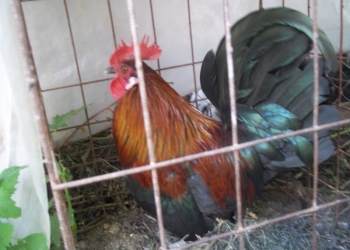 Инкубац. яйцо, цыплята, петухи породистой птицы