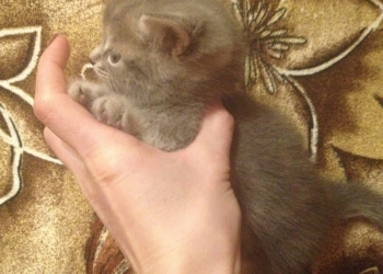 Шотландские котята ищут дом