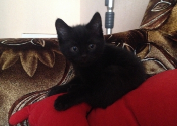 Шотландские котята ищут дом