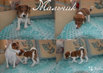 Щенки джек рассел, 2мес.
