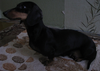 продаются щенки,недорого