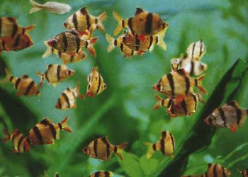Рыбки, растения, декор, аквариумы, корма и др.