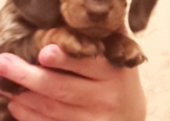 щенок от таксы