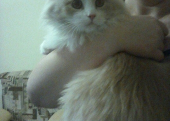 котенок сема 7 мес