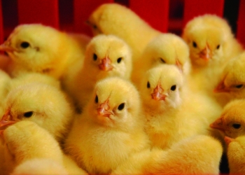 Импортное инкубационное яйцо