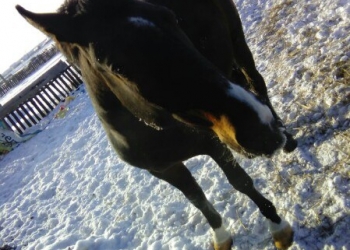 Продам лошадь