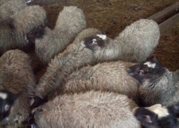 Продаю баранов