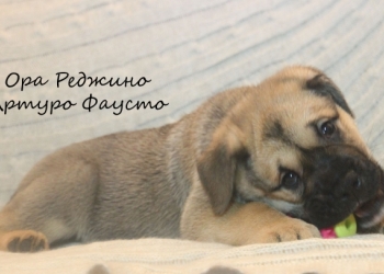 ЩЕНКИ КА ДЕ БО (КАДЕБО, МАЙОРСКИЙ МАСТИФ)