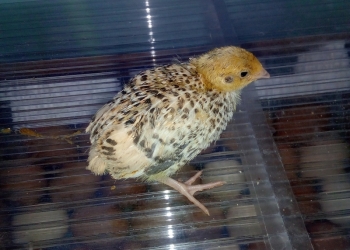 Перепелята