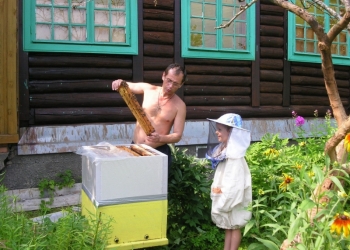 зимовалые семьи пчел.Пчелопакеты