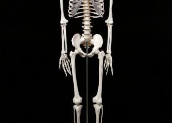 Скелет 1м 70 см (анатомический) - Новый