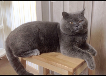 Вязка с котом