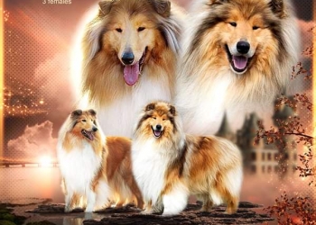 Щенки колли в Кирове