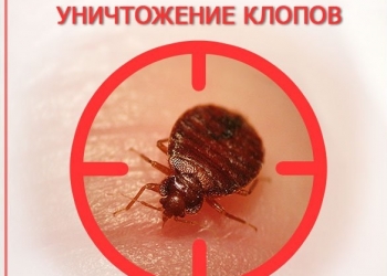 Служба дезинсекции «Дез-Сервис» – уничтожение насекомых в Москве и области