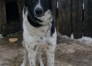 Охотничий пес хорда