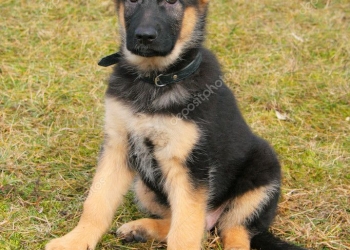 Щенок 4 месяца мальчик