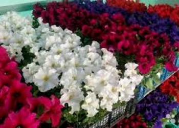 Рассада цветов