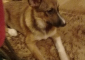 Метисы в добрые руки