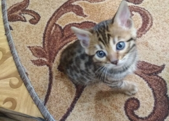 Бенгальские шикарный котята