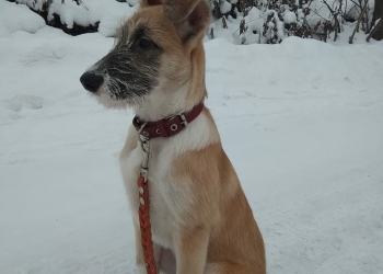 Щенок в дар