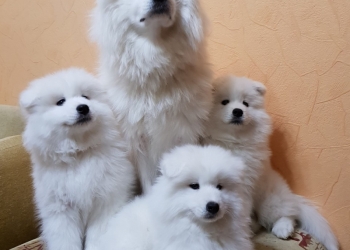 Щенки
