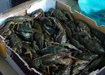 Живые раки