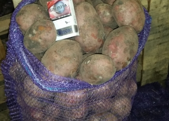 Картофель