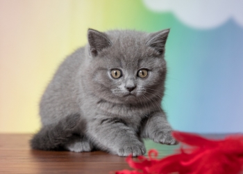 Продажа котят