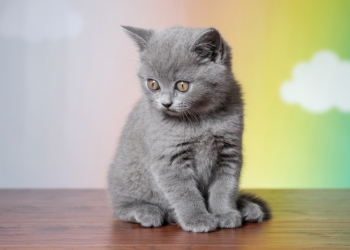 Продажа котят