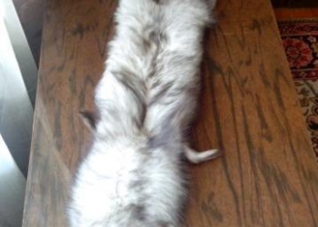 Шкурка песца(чулок)