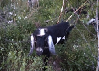 Услуги козла