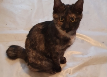 Котята бобтейла.