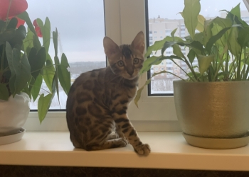 Бенгальский котик