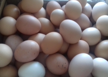 Продам куриные яйца