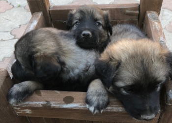 Отдам щенка в добрые руки