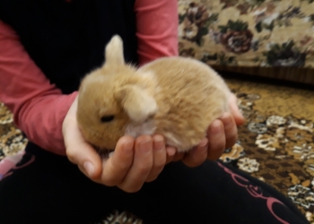 Карликовые кролики