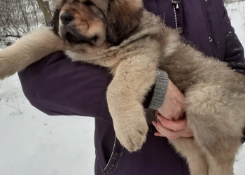 Продам щенка тибетского мастифа
